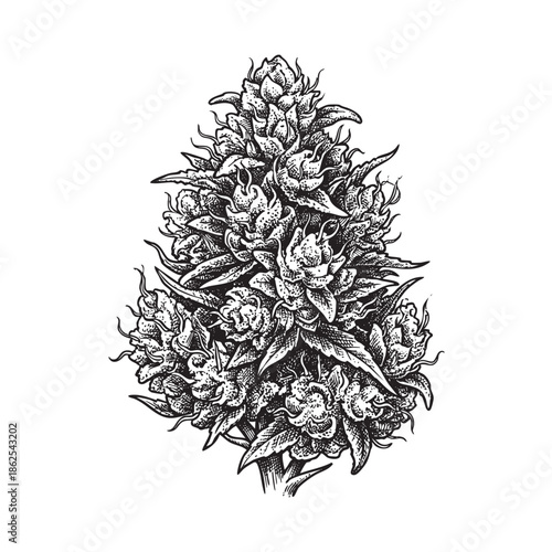 Detailed Cannabis Marijuana Flower Bud