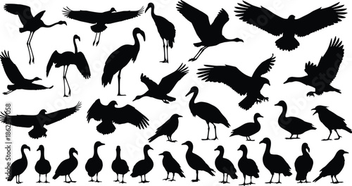 Wild bird silhouettes collection, flying perched water birds and raptors isolated on white background for wildlife nature design projects illustration