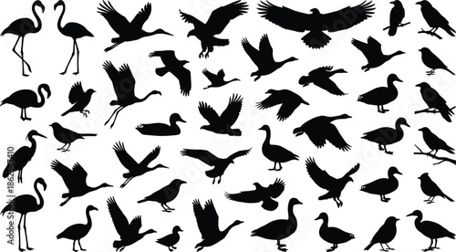 Wild bird silhouettes collection, flying perched waterfowl songbirds isolated on white background for wildlife nature design projects illustration branding commercial
