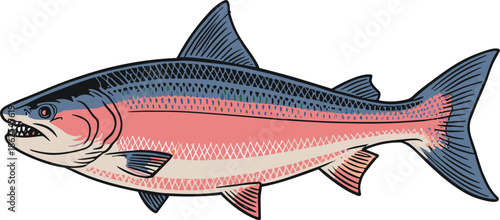 Salmon fish illustration in profile view with blue fins, forked tail, pink stripe, aquatic animal, educational art