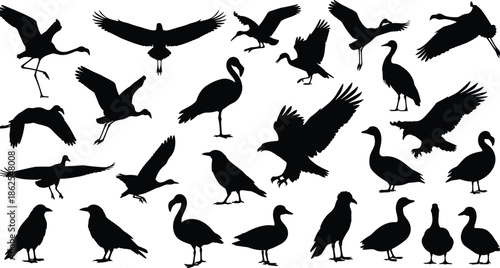 Wild bird silhouettes set, flying perched water birds and songbirds isolated on white background for wildlife nature design projects illustration