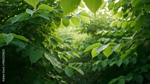 Wallpaper Mural Sunlight Filtering Through Lush Green Leaves Creating Fresh and Vibrant Natural Background Torontodigital.ca