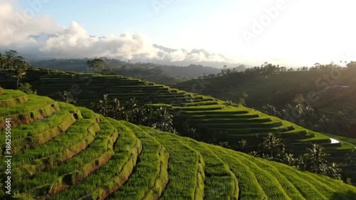Wallpaper Mural Lush Green Rice Terraces on Hillside at Sunrise Creating Scenic Agricultural Landscape Torontodigital.ca