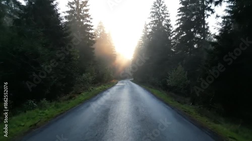 Wallpaper Mural Empty Forest Road at Sunrise Creating Serene and Atmospheric Natural Landscape Torontodigital.ca