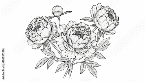 Paeonia flower illustration botanical drawing sketch.