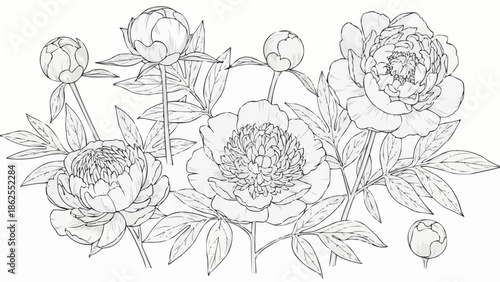 Paeonia flower line drawing illustration botanical sketch.