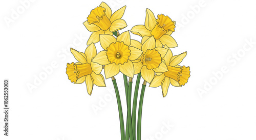 Wallpaper Mural Yellow daffodil cut flower bouquet isolated on white background botanical vector illustration Torontodigital.ca