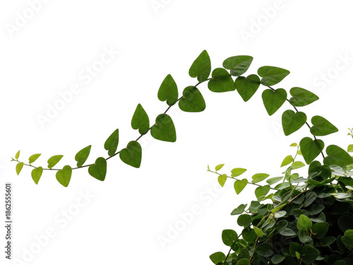 Green leafy vine arching gracefully