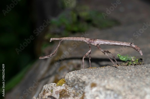 Closeup of Stick Insect or Walking Stick on a wall, Also Known as Stick Bug