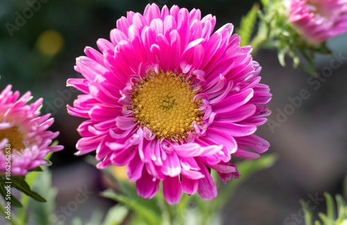 Closeup of Aster Flower on Its Plant with Copy Space
