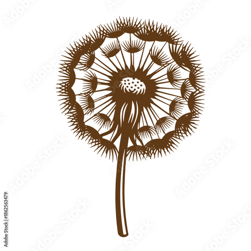 Brown dandelion flower head with seeds blowing away isolated on white background