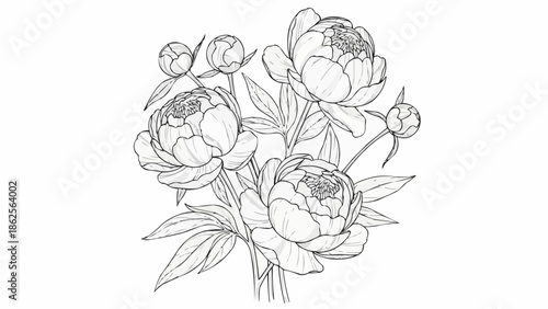 Pencil Sketch Drawing of a Beautiful Peony Flower Bouquet.