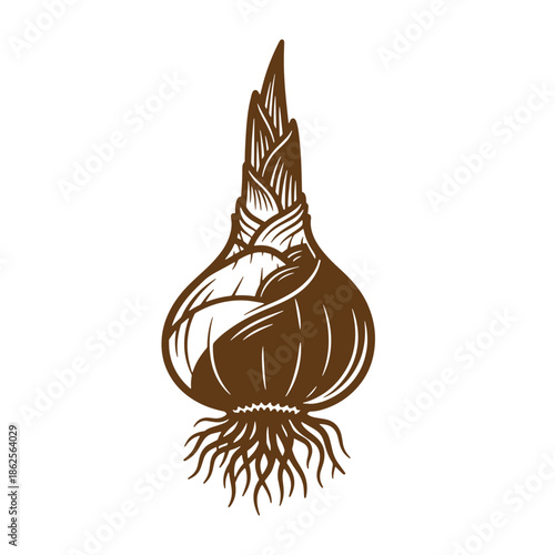 Brown illustration of a garlic bulb with roots and leaves on white background  food and ingredient