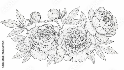 Pencil Sketch Drawing of Peony Flowers and Leaves.