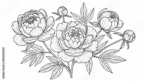 Pencil Sketch of Peony Flowers and Leaves Botanical Illustration.