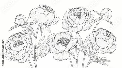 Pencil Sketch of Peony Flowers in Bloom.