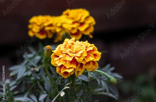 Closeup of Marigold Flower on Its Plant with Selective Focus