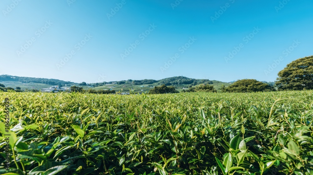 Fototapeta premium Vast tea plantation on a sunny day with clear blue sky
