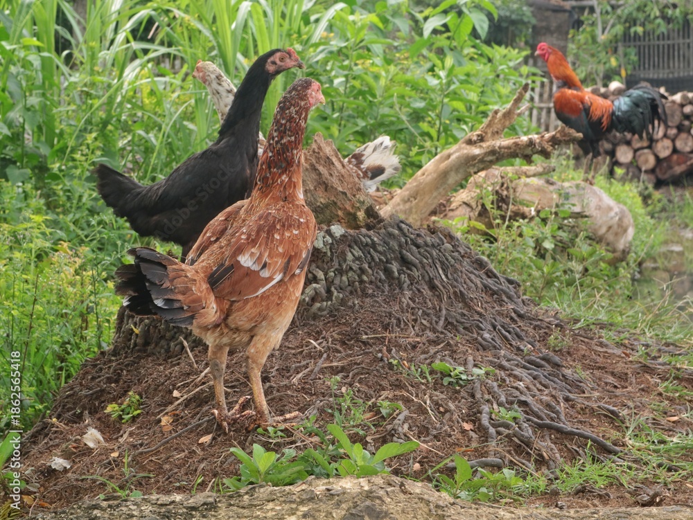 Fototapeta premium Group of free-range village chickens foraging in a rural garden