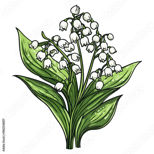 lily, plant, easter, festival, vector, transparent background, nature, white, isolated, floral, botanical, flower, fresh, beauty, unopened