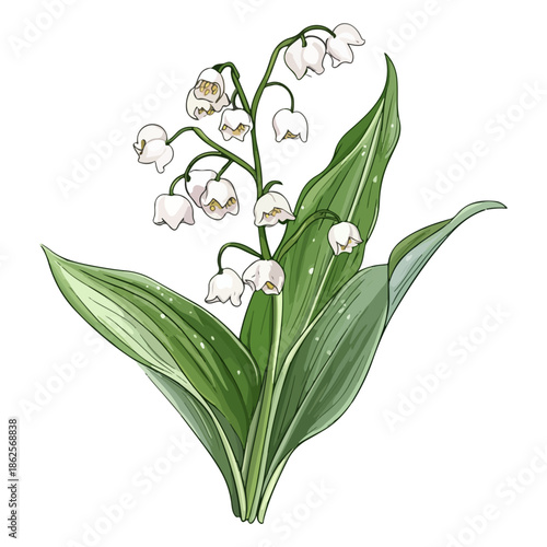 lily, plant, easter, festival, vector, transparent background, nature, white, isolated, floral, botanical, flower, fresh, beauty, unopened