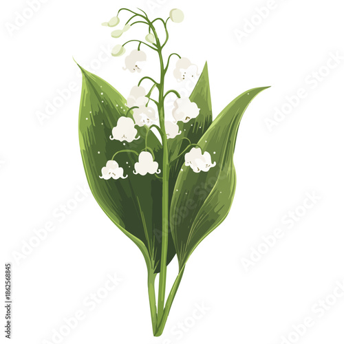lily, plant, easter, festival, vector, transparent background, nature, white, isolated, floral, botanical, flower, fresh, beauty, unopened