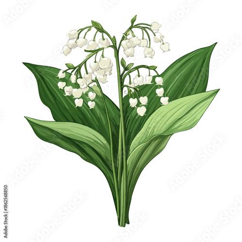 lily, plant, easter, festival, vector, transparent background, nature, white, isolated, floral, botanical, flower, fresh, beauty, unopened