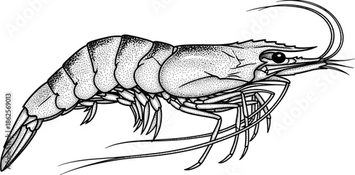 Detailed shrimp line art illustration with anatomical features and textured shell for seafood restaurant menus marine biology and coloring pages.
