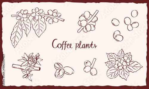 coffee plants hand drawn illustration collection set - vector doodle
