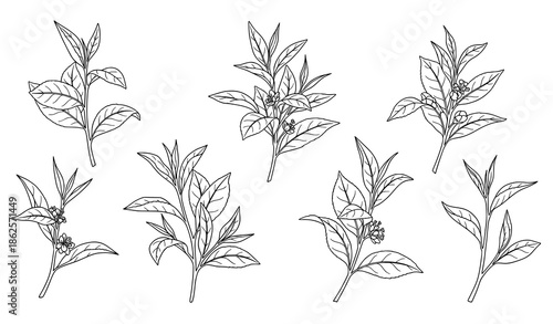 Hand drawn green tea botanical outline illustration set with tea branches and leaves