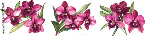 purple orchids bouquet hand illustration vector