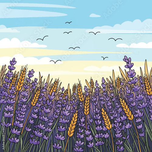 Purple Lavender Flowers in Full Bloom.