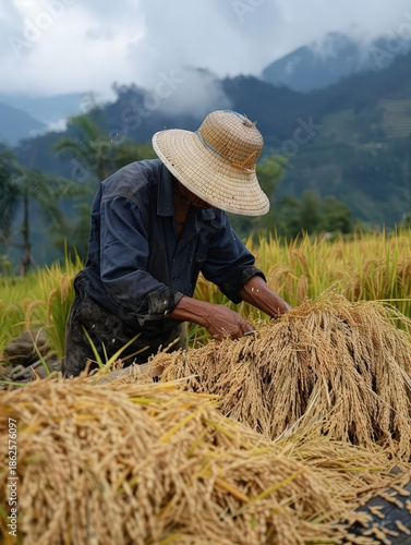 farmer, harvest, asian, senior, man, field, paddy, grain, rural, thailand, worker, traditional, lifestyle, organic, food, golden, nature, sustainability, abundance, prosperity, growth, success, herita