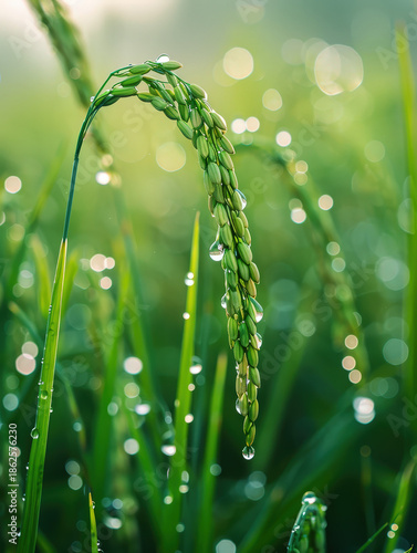 farmer, harvest, asian, senior, man, field, paddy, grain, rural, thailand, worker, traditional, lifestyle, organic, food, golden, nature, sustainability, abundance, prosperity, growth, success, herita