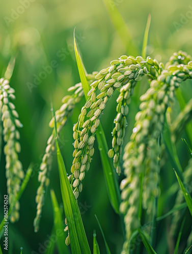farmer, harvest, asian, senior, man, field, paddy, grain, rural, thailand, worker, traditional, lifestyle, organic, food, golden, nature, sustainability, abundance, prosperity, growth, success, herita