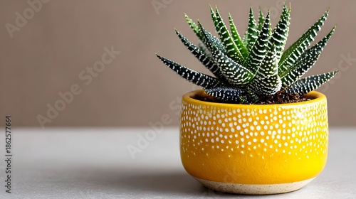 Close-up of a haworthia succulent plant with distinctive white dotted patterns on its dark green leaves is planted in a bright yellow pot.