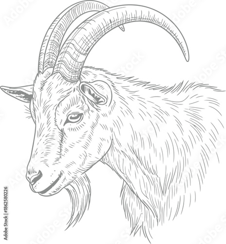 Detailed black and white line art drawing of a majestic goat head with curved horns