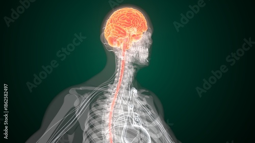 Male brain anatomy in red colour. 3d render
