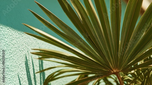 壁に映る植物の葉と影の様子