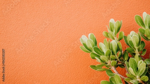 オレンジの壁に緑の植物がある風景