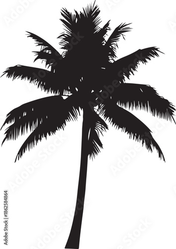 silhouette of a palm tree