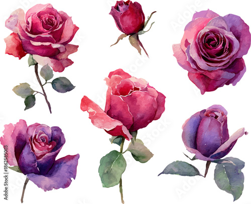 set of roses isolated