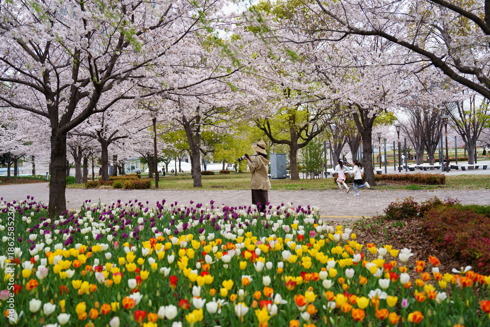 Obraz premium お台場で撮った桜の花