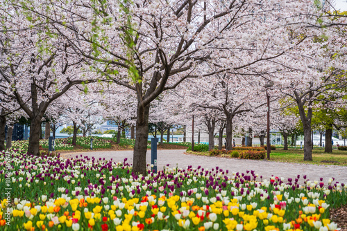 Wallpaper Mural お台場で撮った桜の花 Torontodigital.ca