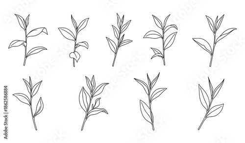 Minimal green tea leaf branches outline vector illustration botanical floral set