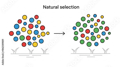 Natural Selection Process Illustrated with Colorful Circles Evolving
