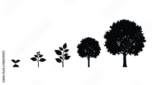 Growth of a tree from seedling to maturity a black silhouette