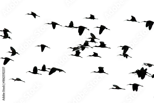 Silhouette of a flock of birds on png format. Glossy Ibis are flying in the backlight. Ornithology. Birds are flying against a transparent background.