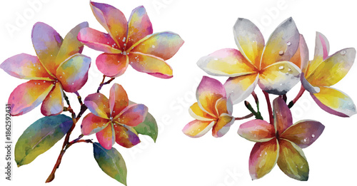 frangipani flower isolated on white background