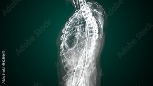 фотографія Male X ray anatomy with colourful background. 3d render